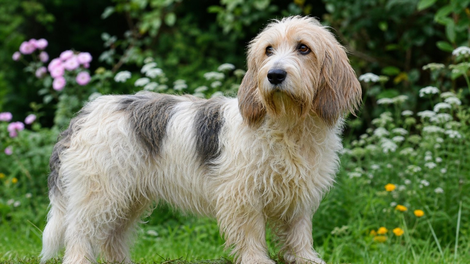 Basset Griffon Vendéen : caractère, éducation et santé