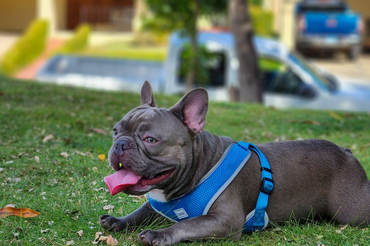 Harnais pour chien ajusté