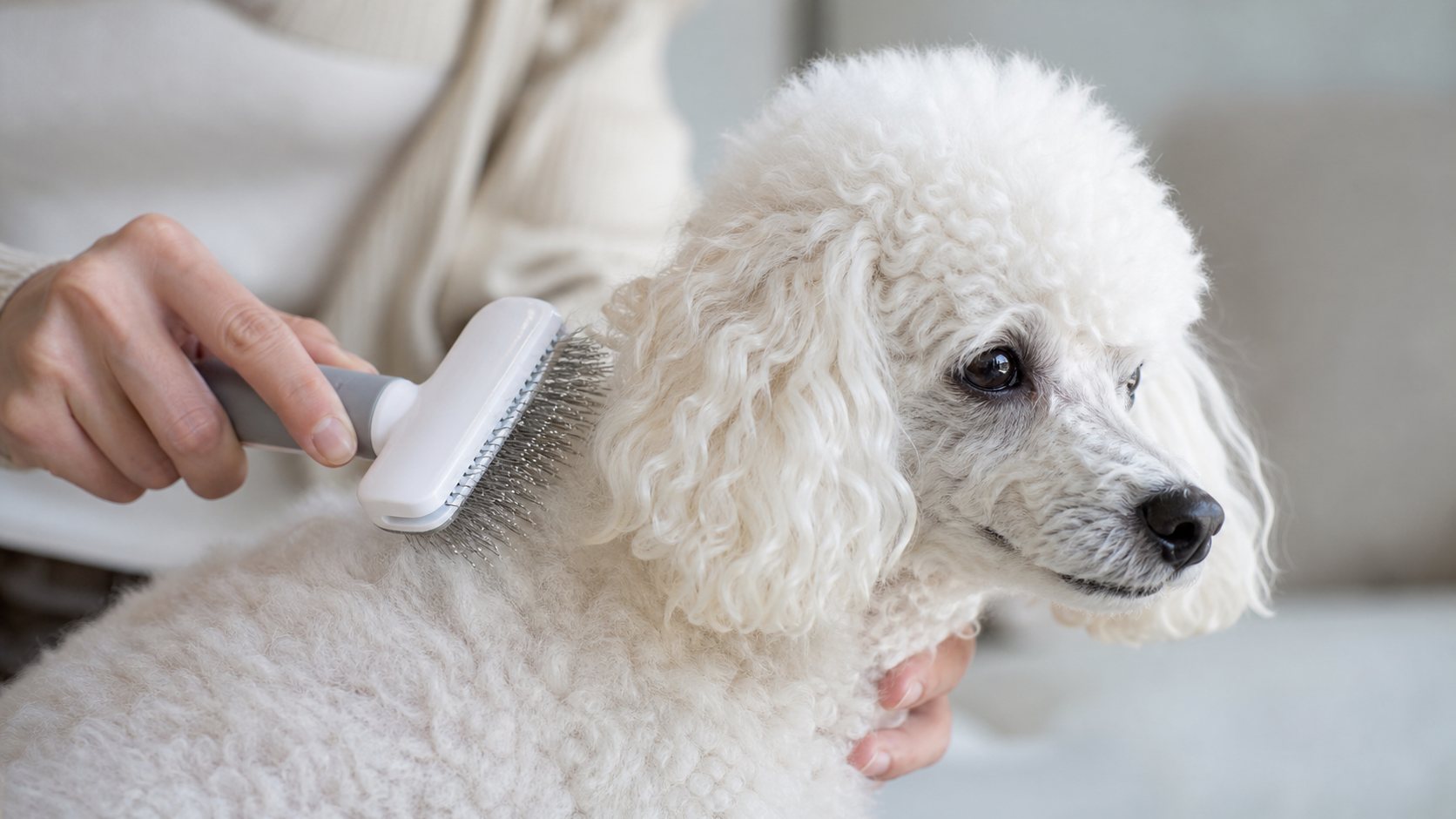 Brossage doux d’un caniche blanc à la maison pour limiter les nœuds et entretenir le pelage