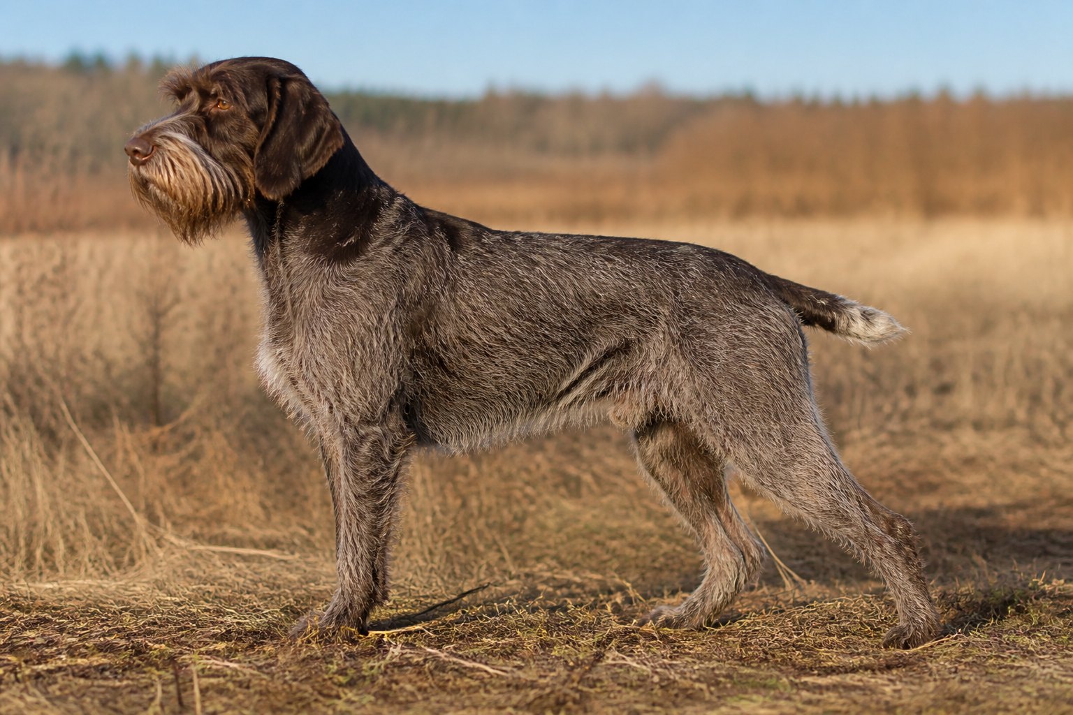 Griffon Korthals en exterieur nature