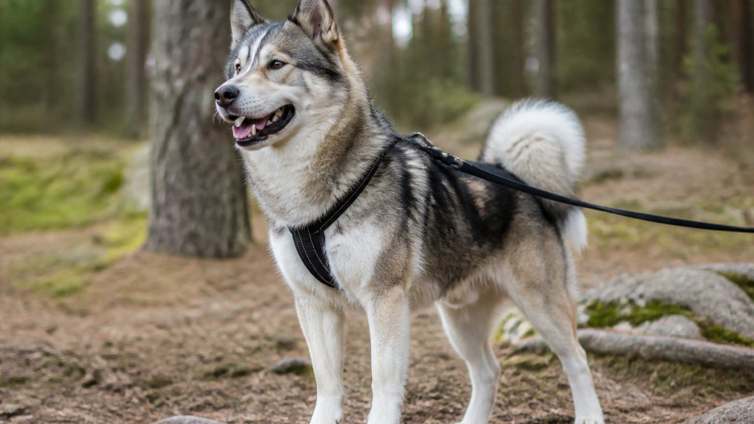 Chien croisé Akita Husky en forêt avec harnais