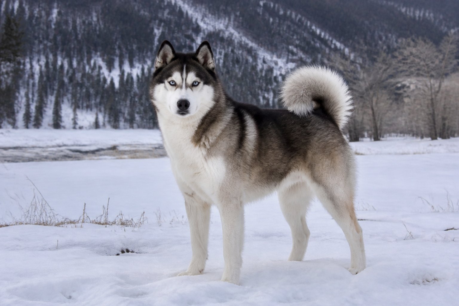 Chien croisé Akita Husky dans un paysage enneigé
