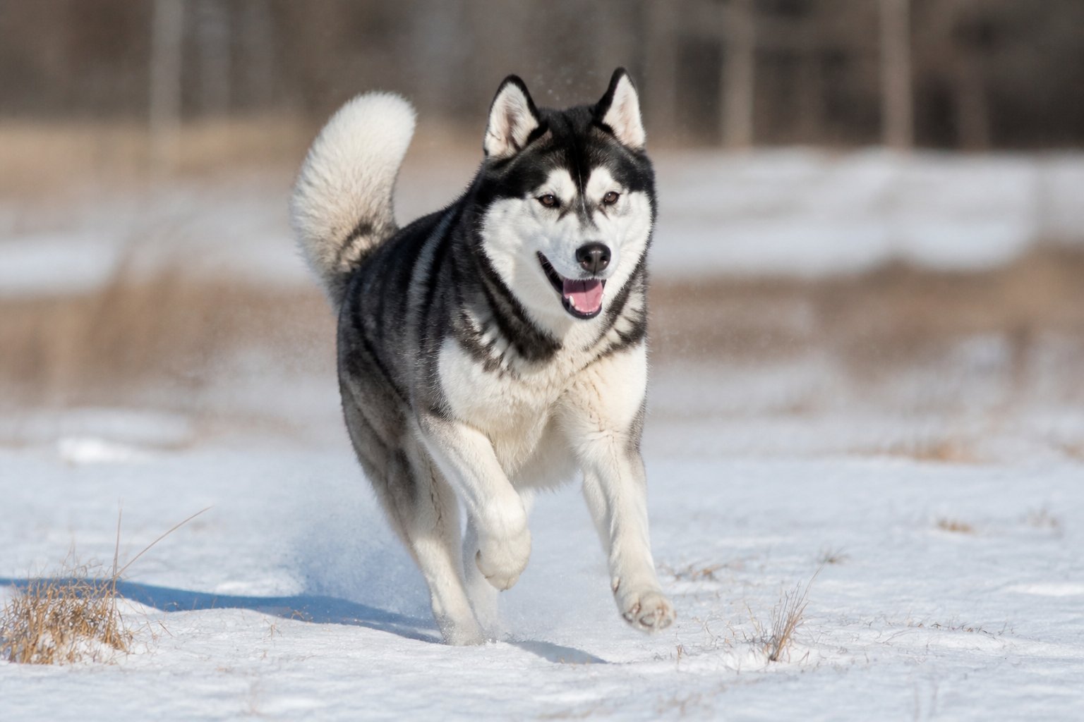 Akita husky corriendo por la nieve