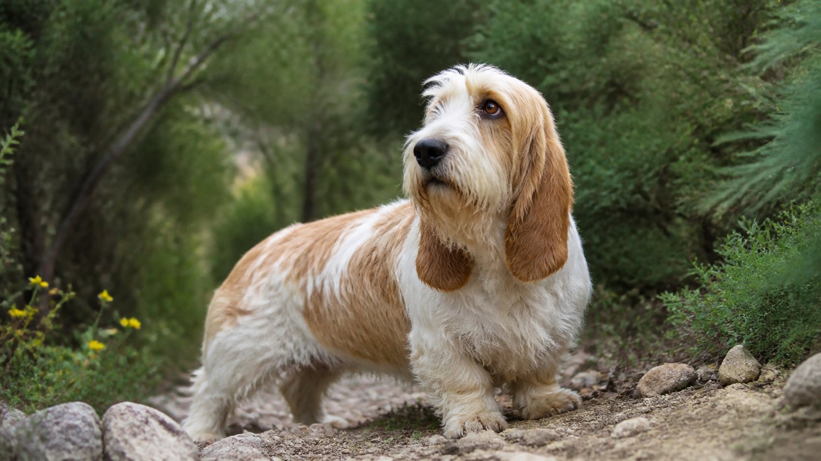 Basset grifón vendeano adulto en un sendero natural