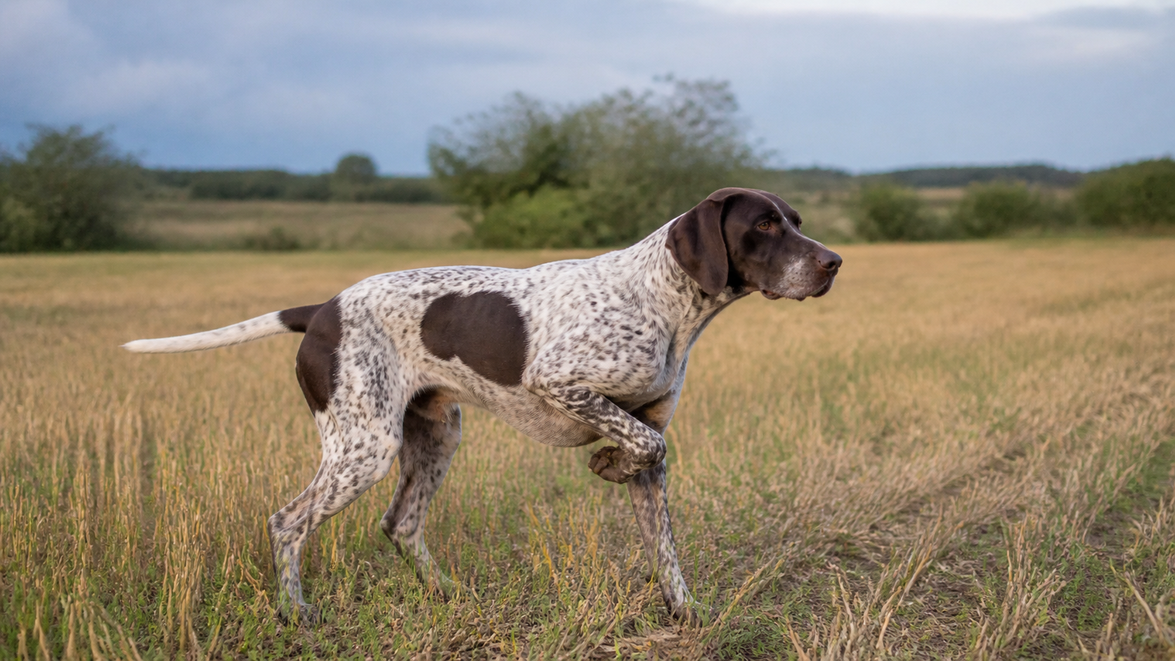 Pointer francés en postura de muestra en un campo abierto