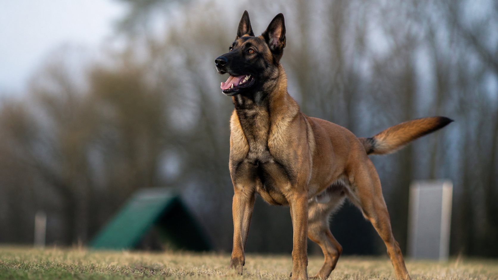 Belgian Malinois adulte attentif lors d’une séance d’activité en extérieur