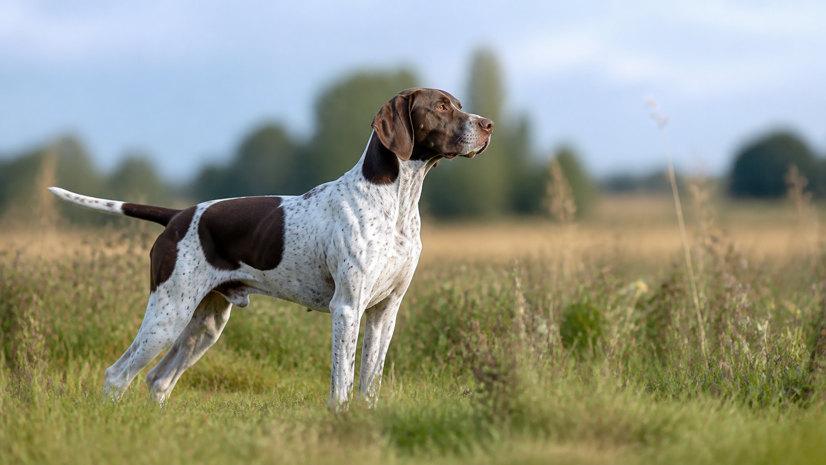 Französischer Pointer aufmerksam in einer Wiese