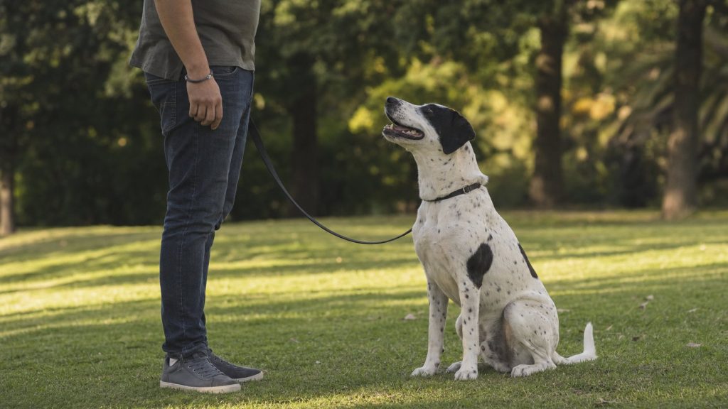Éducation positive d’un Dalmatien Labrador en laisse détendue