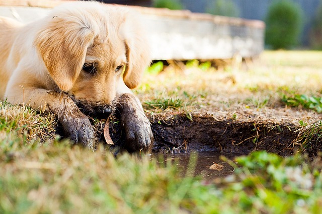 Éducation d&#8217;un chiot : à quel âge commencer et quoi lui apprendre