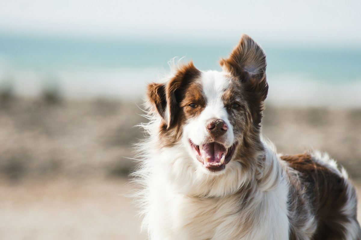 Mastication naturelle chez le chien : bienfaits essentiels et conseils