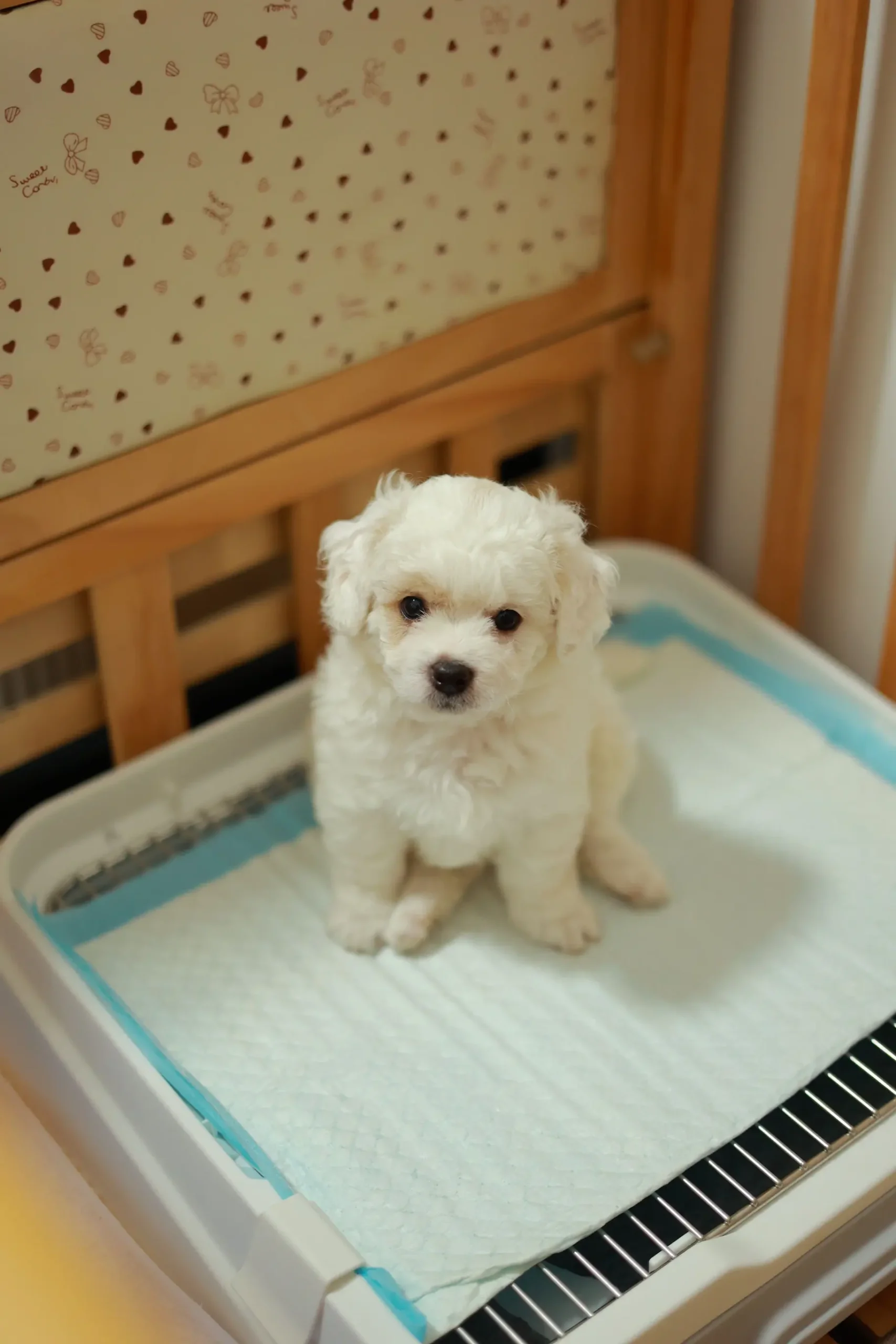 Comment faire quand un chien devient incontinent ?